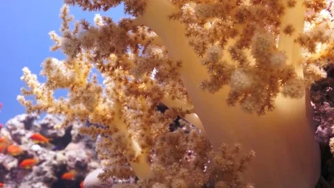 Yellow soft coral Stock Footage 82883620
