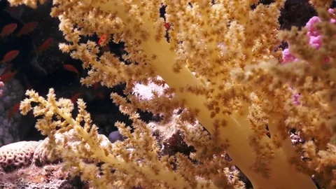 Yellow soft coral Stock Footage 82883760