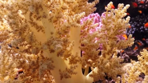 Yellow soft coral Stock Footage 82883794