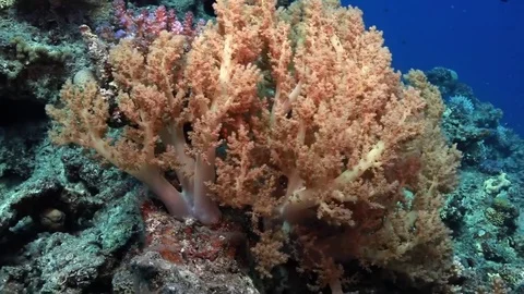 Yellow soft coral in a strong current Stock Footage 82685307