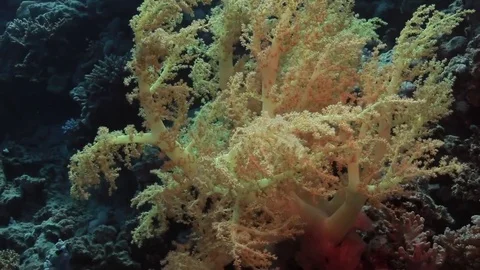 Yellow soft coral in a strong current Stock Footage 82685313