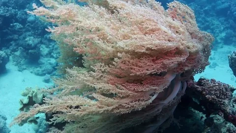 Yellow soft coral in a strong current Stock Footage 82685565