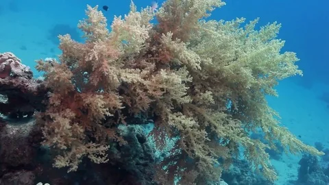 Yellow soft coral in a strong current Stock Footage 82685568