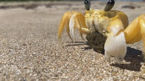 Yellow soft crab with roe in Japaratinga Brazil (HDR) Stock Footage 100346690
