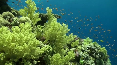 Yellow softcoral Stock Footage 8694293