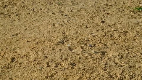 Yellow soil type in nature, a person's footprint on the soil, footprint in th Stock Footage 130541297