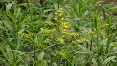 YELLOW SOLIDAGO PLANT Stock Footage 306694567