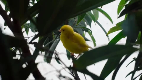 Yellow sparrow flying bird Stock-Footage 274414880