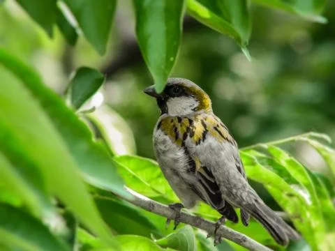 The yellow sparrow Stock Photos