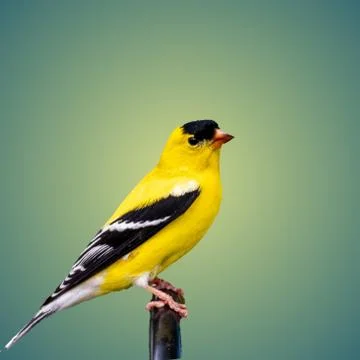 Yellow sparrow Stock Photos