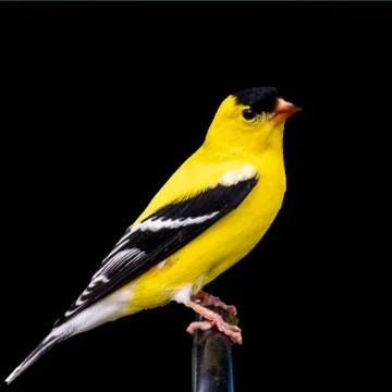 Yellow sparrow Stock Photos