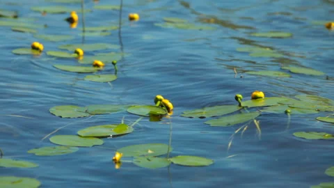 Yellow spatter dock flower close to Stock Footage 114985176