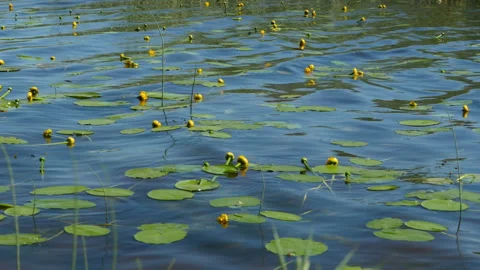 Yellow spatter dock flower Stock Footage 114684381
