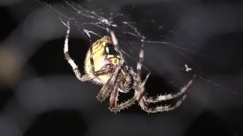 Yellow spider attacking bug at night Stock Footage 66472156