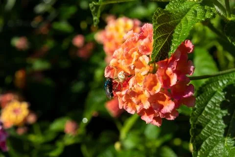 Yellow Spider Catching A Fly On A Beautiful And Colorful Lantana Flower Stock Photos