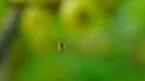 Yellow spider descends on a cobweb and back. Stockbeeldmateriaal 11532803