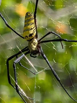 Yellow spider down Stock Photos