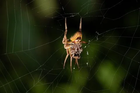 Yellow spider fixing net Stock Photos
