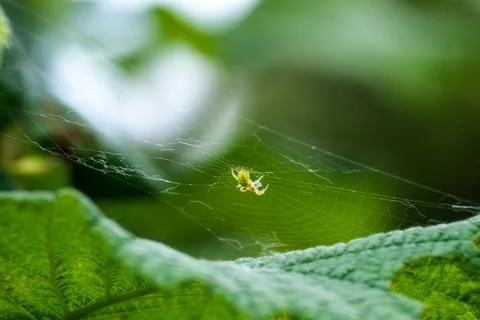 Yellow spider hanging on its web Stock Photos