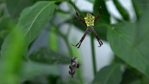 A Yellow Spider On Its Web Angle 1 Stock Footage 308811401