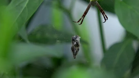 A Yellow Spider On Its Web Angle 2 Video stock 308811565
