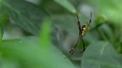 A Yellow Spider On Its Web Angle 3 Video stock 308813201