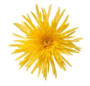 Yellow spider mum Stock Photos