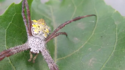 Yellow Spider Peeking From Behind Leaves in a Calm Garden Setting Stock Footage 345653322