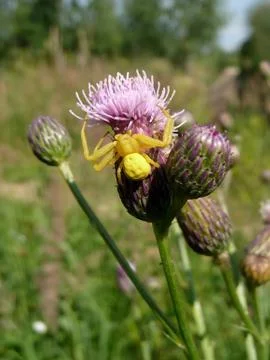 Yellow spider Stock Photos