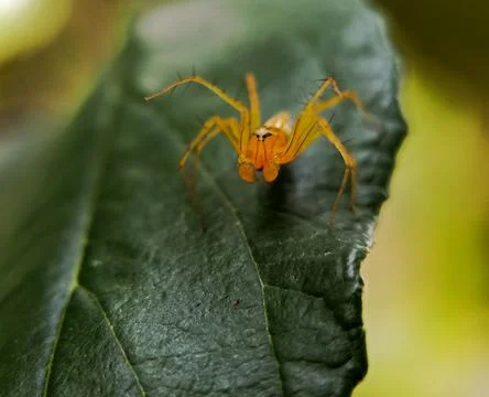 Yellow spider Foto stock