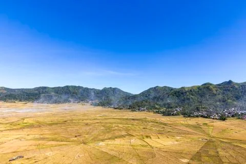 Yellow Spider Rice Fields Stock Photos