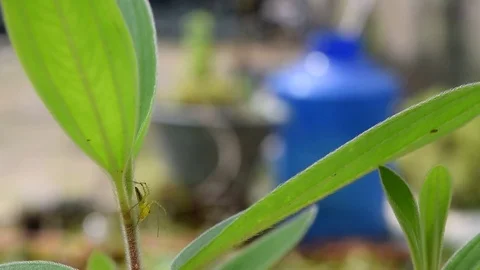 Yellow spider waiting prey on leaf Stock Footage 69820766