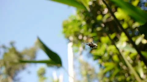 Yellow Spider weaves web Stock Footage 11235638
