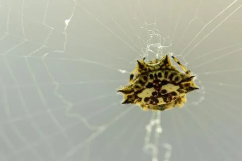 Yellow spider on the web Stock Photos