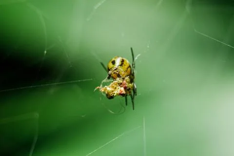 Yellow spiders are braid to trap prey. Stock Photos