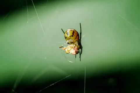 Yellow spiders are braid to trap prey. Stock Photos