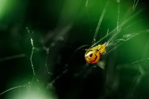 Yellow spiders are braid to trap prey. Stock Photos