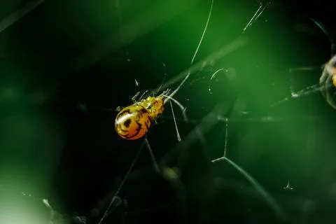 Yellow spiders are braid to trap prey. Stock Photos