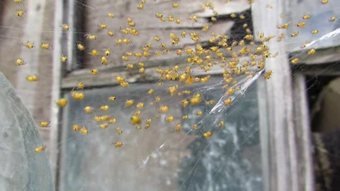 Yellow spiders on the web close up a lot of spiders macro Video stock 241943456