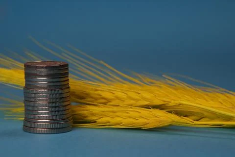 Yellow spikelets and money stack on blue background Stock Photos