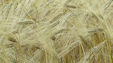 Yellow spikelets of barley close-up many spikelets Stock Footage 156683206