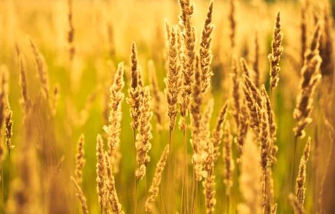 Yellow Spikelets of bloominggrass Stock Photos
