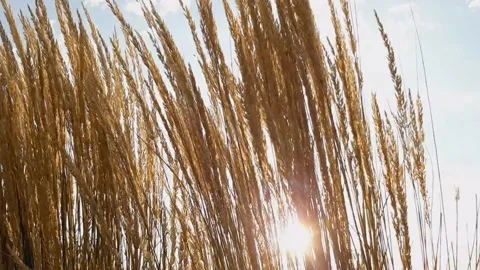 Yellow spikelets of reeds move under the influence of the wind in the open air Stock Footage 161023895