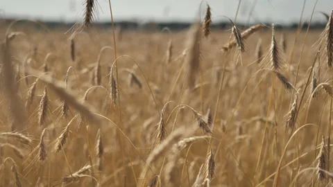 Yellow spikelets sway in the wind. Ripe cereal crop against the sky Stock Footage 200410321