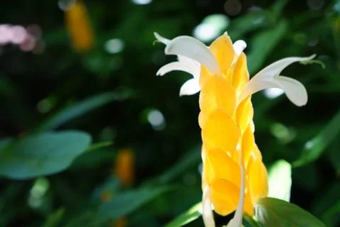 Yellow Spiker 스톡 사진