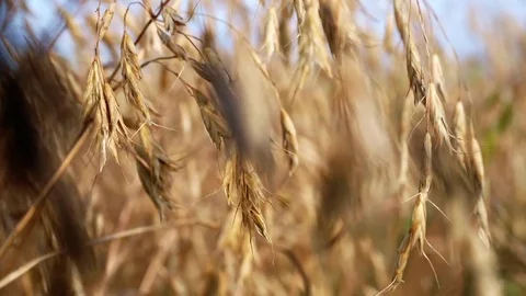 The yellow spikes on the field in the summer Stock Footage 82988852