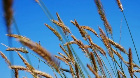 The yellow spikes on the field in the summer Stock Footage 82990902