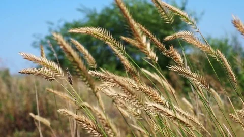 The yellow spikes on the field in the summer Stock Footage 82990930
