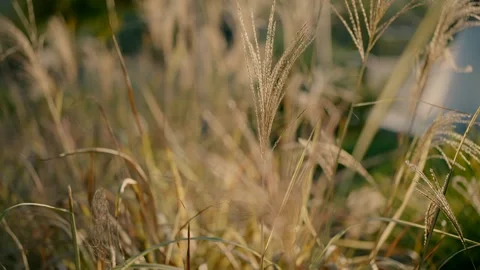 Yellow spikes flutter in the wind Stock-Footage 226756726
