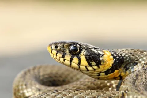 Yellow spots on grass snake head ( Natrix natrix ) Stock Photos